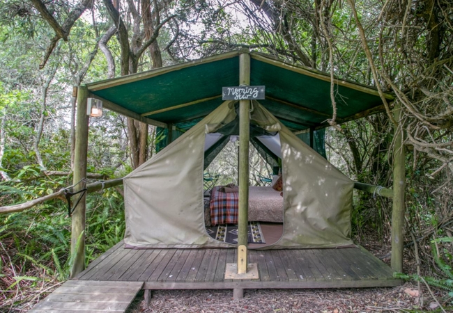 Morning Star Forest Tent