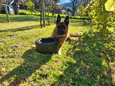 Pear Tree Cottage Clarens