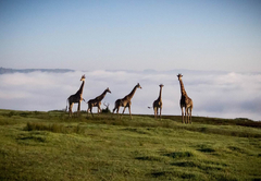 PheZulu Safari Park