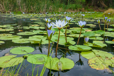 Phillipskop Mountain Reserve