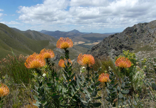 Phillipskop Mountain Reserve