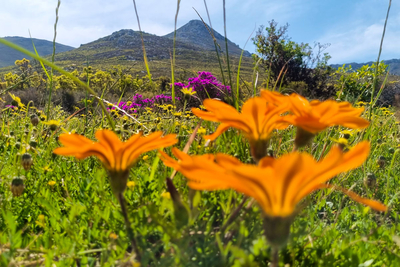 Phillipskop Mountain Reserve
