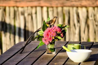Protea Eco-Chalet