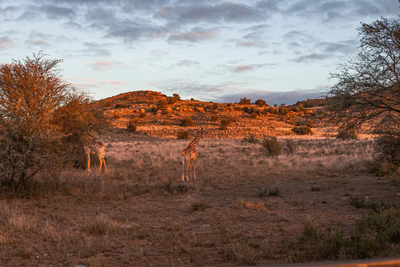 Porcupine Safari Lodge