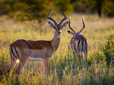 Porcupine Safari Lodge