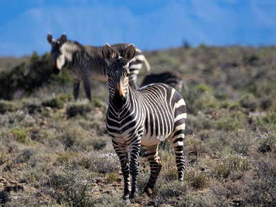 Porcupine Safari Lodge