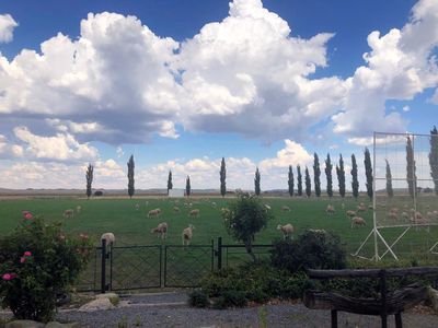 Merino farming