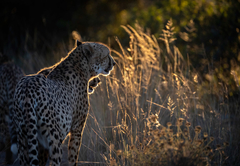 Pumba Msenge Bush Lodge