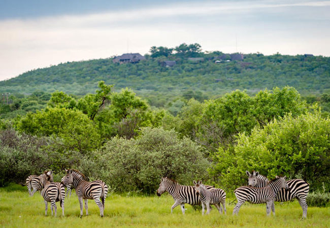 Game Drives