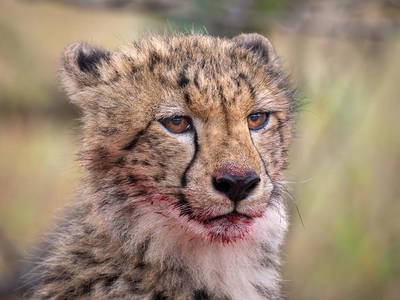 Rhino's Rest Luxury Villa