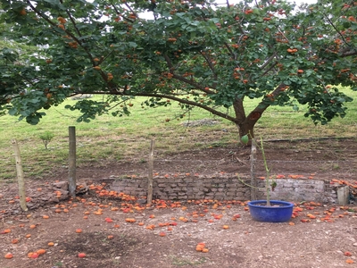 Riversong Farm
