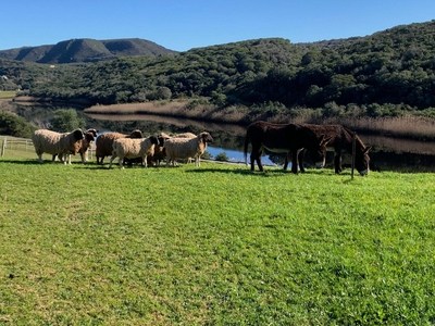 Riversong Farm