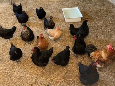 Riversong Farm