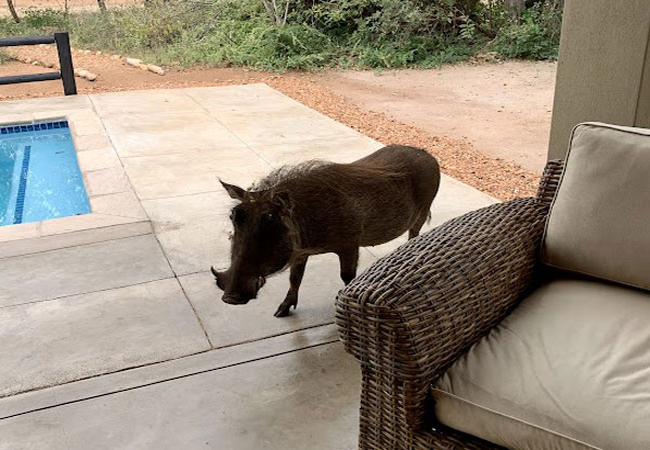 Rooibos Luxury Bush Cottage