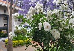 Rosebank Lodge Guest House