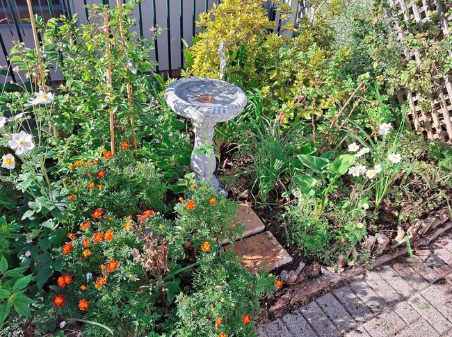 Garden along path to unit