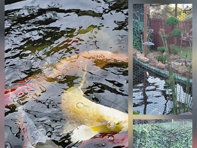 Pond