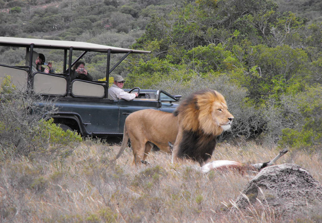 Amakhala Safari Lodge