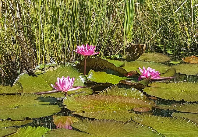 Secret Sithela lilies