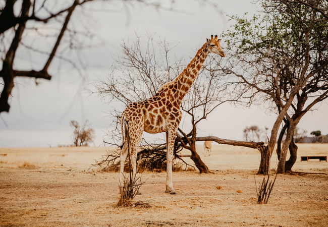 Shakawe Mountain View Lodge