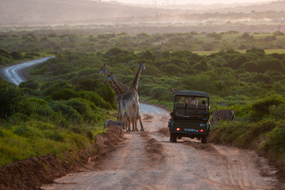 Shamwari Bayethe Tented Lodge