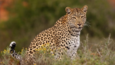 Shamwari Bayethe Tented Lodge