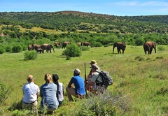 Walking Safari