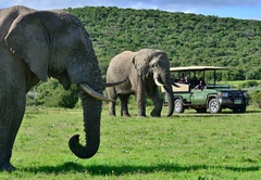 Shamwari Game Reserve