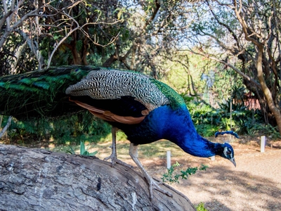 Hartbeespoort Country Hotel and Spa