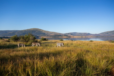 Shepherd's Tree Game Lodge