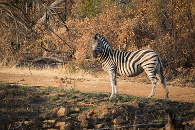 Shepherd's Tree Game Lodge