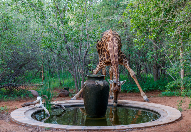 Giraffe at Shikwari Pond
