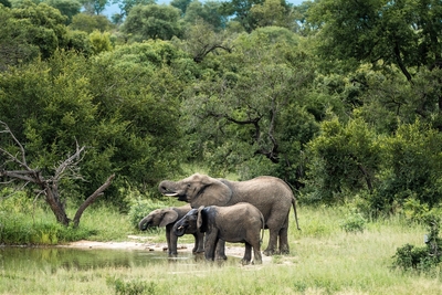Shumbalala Game Lodge