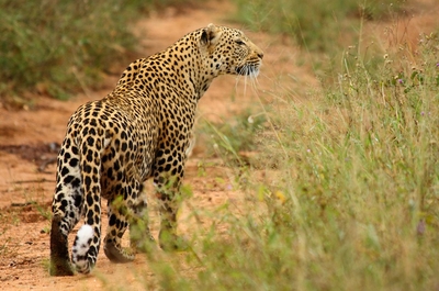 Shumbalala Game Lodge