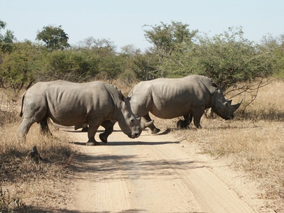 Shumbalala Game Lodge