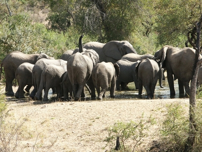 Shumbalala Game Lodge