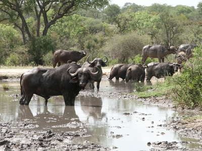 Shumbalala Game Lodge