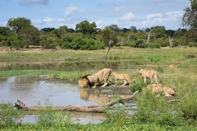 Shumbalala Game Lodge