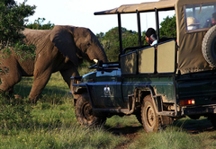 Game drive adventure