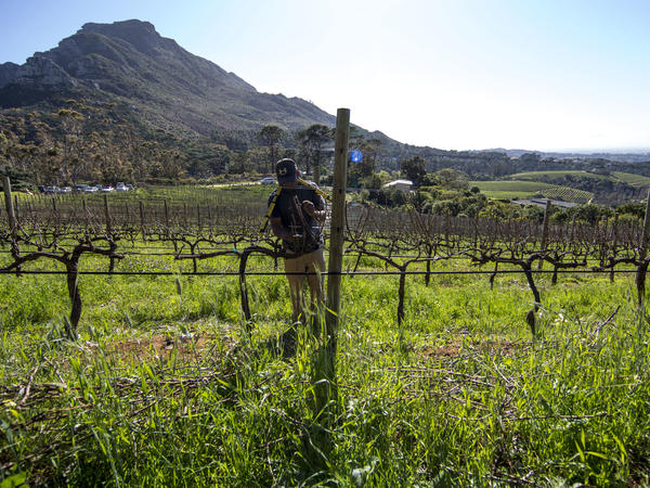Silvermist Wine Estate