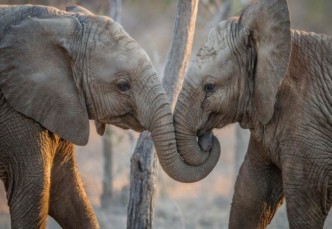 Wildlife at Simbavati