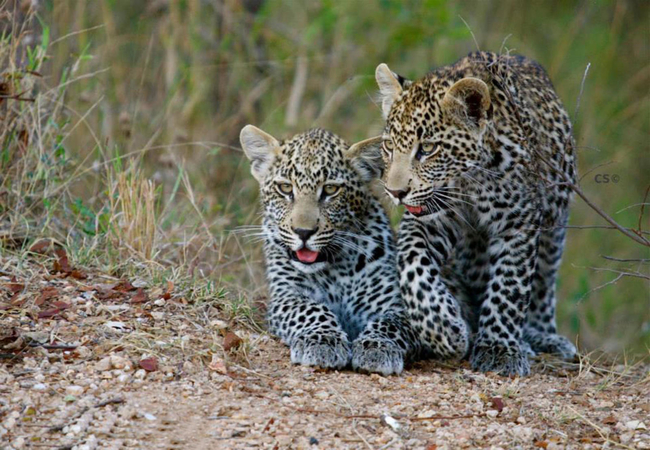 Wildlife at Simbavati