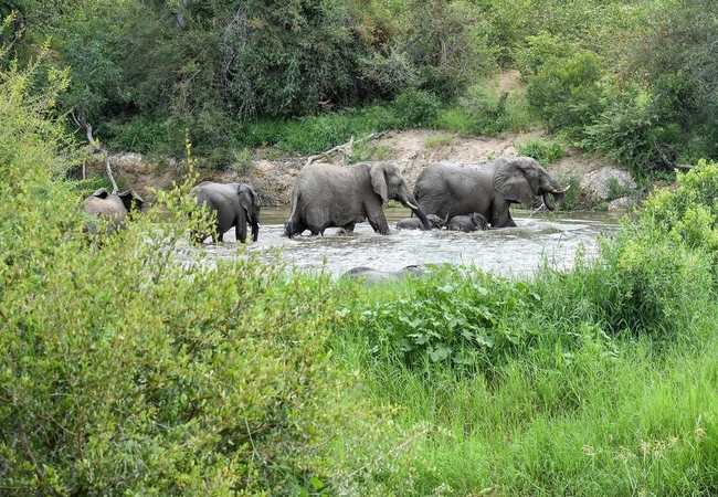 Wildlife at Simbavati