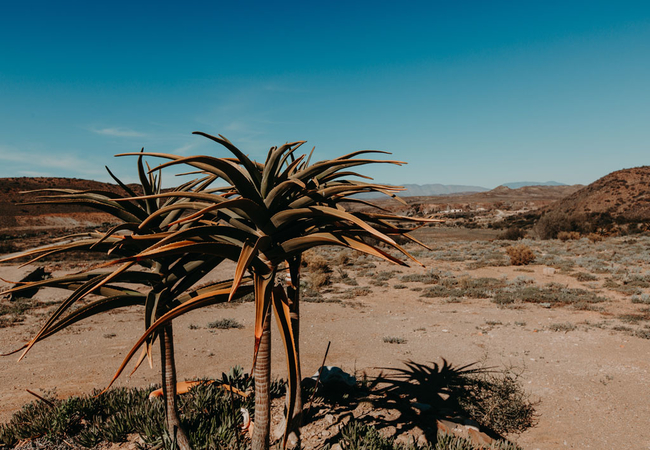 Sionshoop Guest Farm