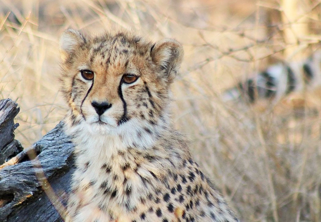 Siyaya Bush Lodge