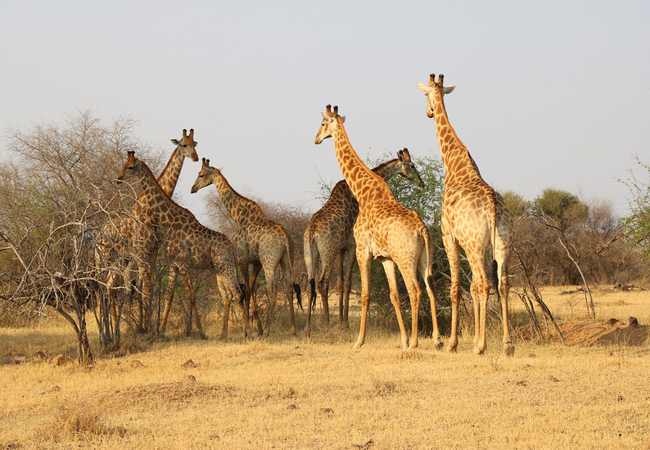 Siyaya Bush Lodge