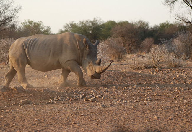 Siyaya Bush Lodge