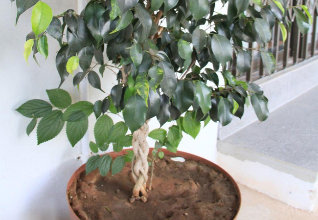 King Room with Garden View