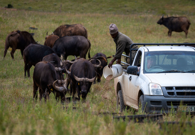 Buffalo Feeding Tour