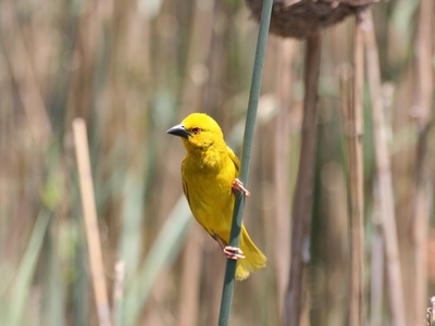 St Lucia Ocean View Lodge